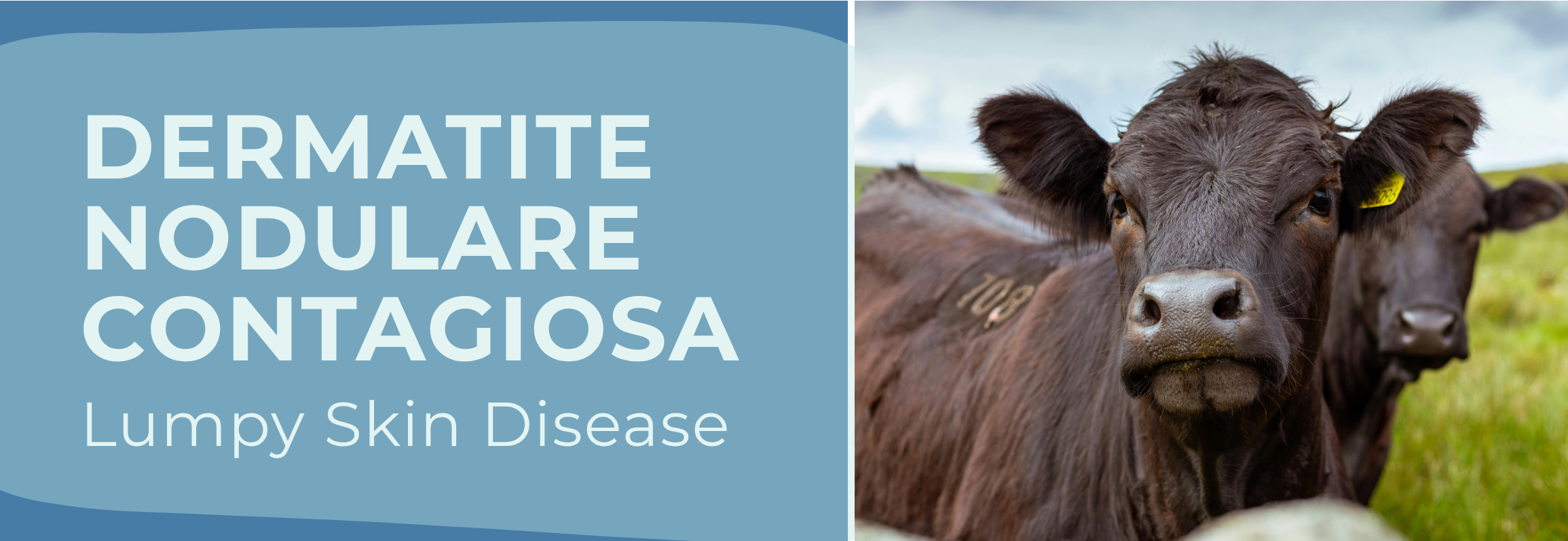Dermatite nodulare contagiosa - Lumpy Skin Disease