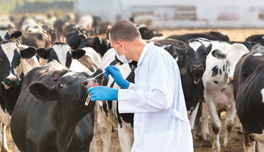 Veterinario in azienda