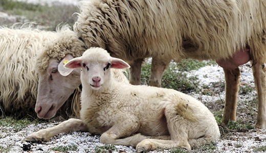 Piccoli ruminanti