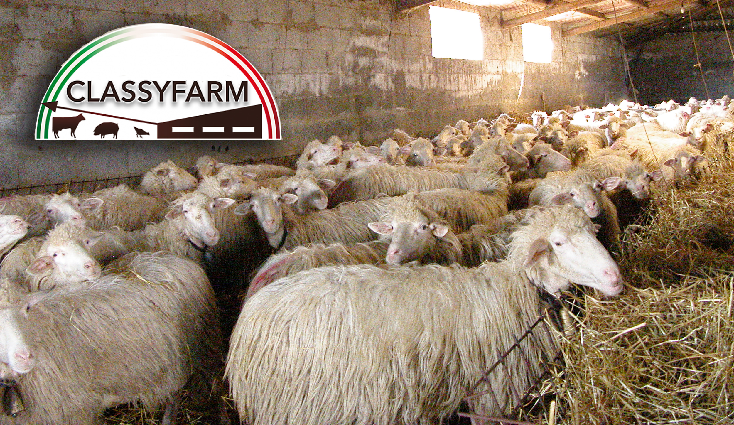 Ovini in azienda