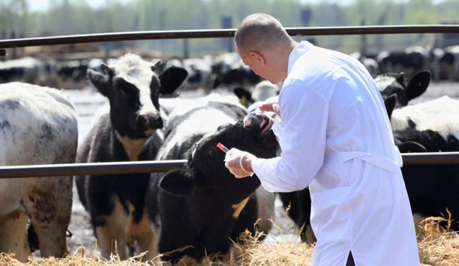 Veterinario
