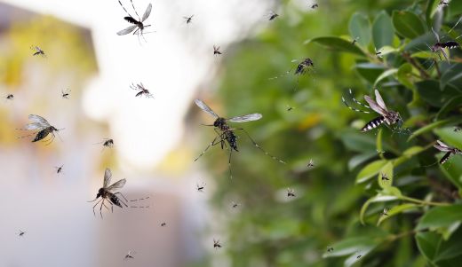 dengue