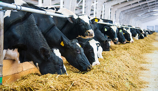Alimentazione bovini
