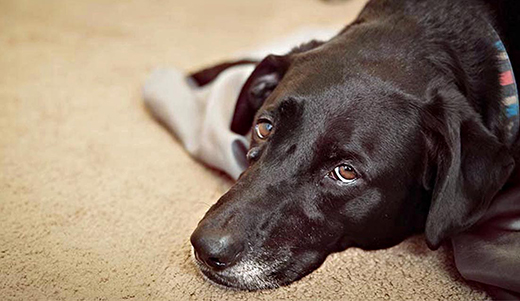 cane avvelenato