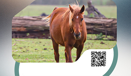 Equino