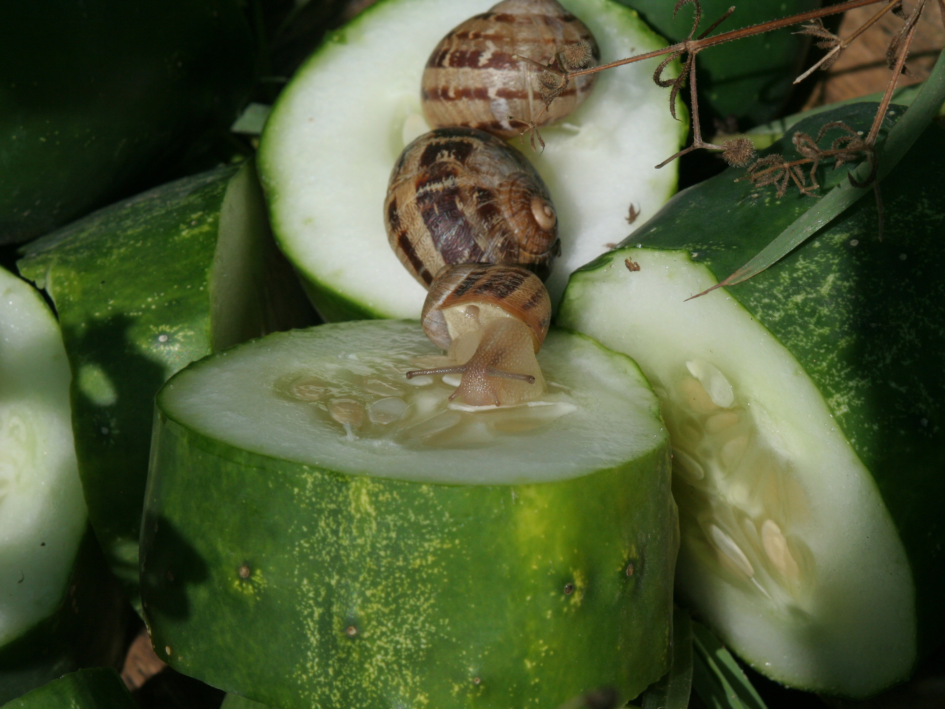 Allevamento Chiocciola