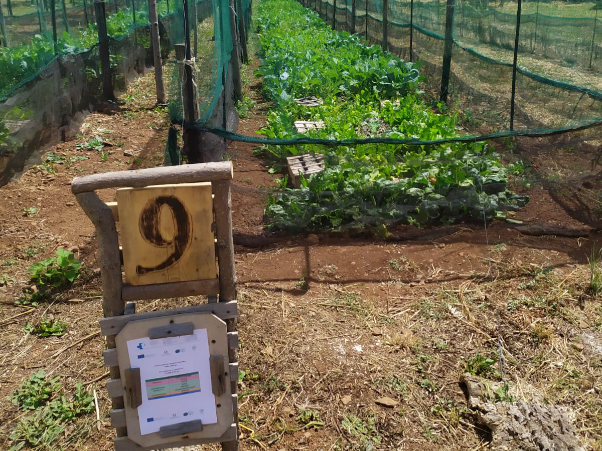 Allevamento Chiocciola